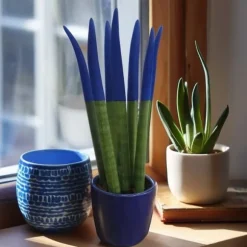 Cylindrisk svärmorstunga - Sansevieria cylindrica - Höjd 20-40cm - ⌀9cm