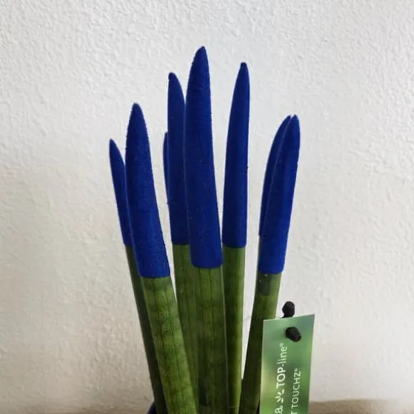 Cylindrisk svärmorstunga - Sansevieria cylindrica - Höjd 20-40cm - ⌀9cm