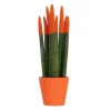 Cylindrisk svärmorstunga - Sansevieria cylindrica - Höjd 20-40cm - ⌀9cm