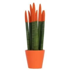 Cylindrisk svärmorstunga - Sansevieria cylindrica - Höjd 20-40cm - ⌀9cm