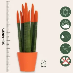 Cylindrisk svärmorstunga - Sansevieria cylindrica - Höjd 20-40cm - ⌀9cm
