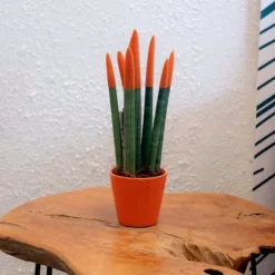 Cylindrisk svärmorstunga - Sansevieria cylindrica - Höjd 20-40cm - ⌀9cm