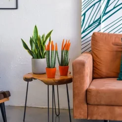 Cylindrisk svärmorstunga - Sansevieria cylindrica - Höjd 20-40cm - ⌀9cm