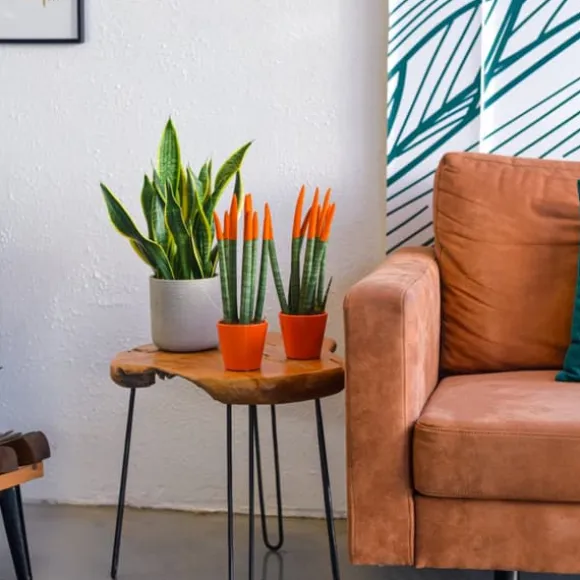 Cylindrisk svärmorstunga - Sansevieria cylindrica - Höjd 20-40cm - ⌀9cm