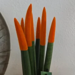 Cylindrisk svärmorstunga - Sansevieria cylindrica - Höjd 20-40cm - ⌀9cm