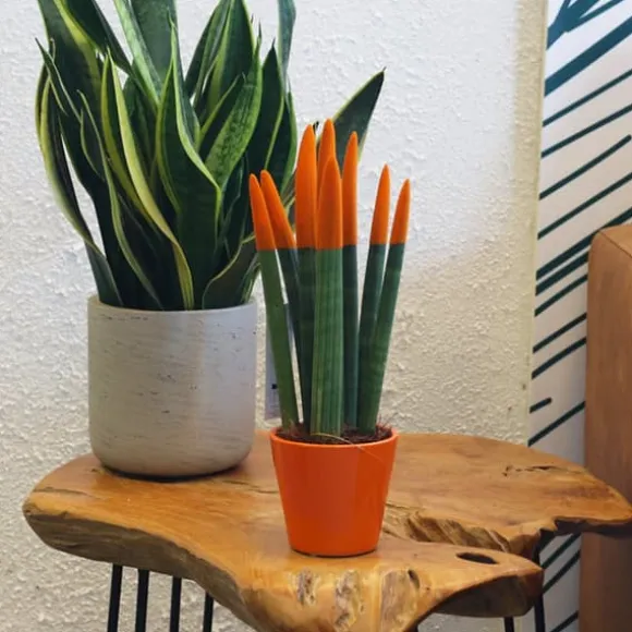 Cylindrisk svärmorstunga - Sansevieria cylindrica - Höjd 20-40cm - ⌀9cm
