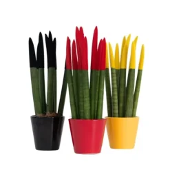 Cylindrisk svärmorstunga - Set om 3 - Sansevieria cylin. - Höjd 20-40cm - ⌀9cm