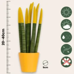 Cylindrisk svärmorstunga - Set om 3 - Sansevieria cylin. - Höjd 20-40cm - ⌀9cm