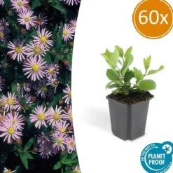 Dekorativ buske - Vild aster - Aster ageratioides 'Asran' - Kruka 9cm - Set med 60 växter