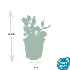 Dekorativ buske - Vild aster - Aster ageratioides 'Asran' - Kruka 9cm - Set med 60 växter