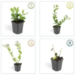 Dekorativ buske - Vild aster - Aster ageratioides 'Asran' - Kruka 9cm - Set med 60 växter