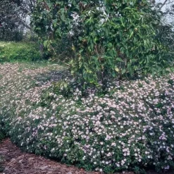 Dekorativ buske - Vild aster - Aster ageratioides 'Asran' - Kruka 9cm - Set med 60 växter