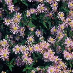 Dekorativ buske - Vild asters - Aster ageratioides 'Asran' - 9 cm kruka - Set med 12 växter
