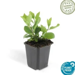 Dekorativ buske - Vildaster - Aster ageratioides 'Asran' - 9 cm kruka - Set med 40 plantor