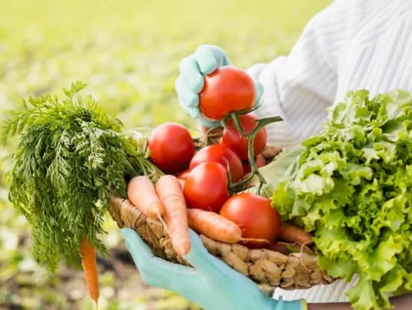 Dolomitkalcium- och magnesiumgödselmedel 20 kg effektivt