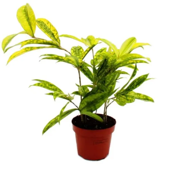 Drakträd - Dracaena surculosa Mike - 12cm - grön med gula fläckar