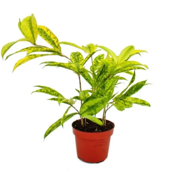 Drakträd - Dracaena surculosa Mike - 12cm - grön med gula fläckar