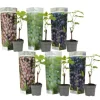 Druvväxt - Set om 6 - Vitis vinifera - Höjd 25-40cm - ⌀9cm