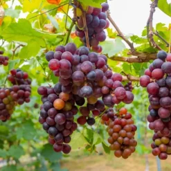 Druvväxt - Set om 6 - Vitis vinifera - Höjd 25-40cm - ⌀9cm