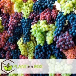 Druvväxt - Set om 6 - Vitis vinifera - Höjd 25-40cm - ⌀9cm