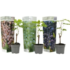 Druvväxt - Set om 3 - Vitis vinifera - Höjd 25-40cm - ⌀9cm