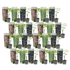 Druvväxt - Set om 24 - Vitis vinifera - Höjd 25-40cm - ⌀9cm