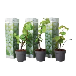 Druvväxt - Set om 3 - Vitis vinifera 'Chardonnay' - Höjd 25-40cm - ⌀9cm