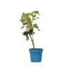 Druvväxt - Vitis vinifera ‘Nero’ - Höjd 60-75cm - ⌀21cm