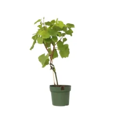 Druvväxt - Vitis vinifera ‘Vanessa’ - Höjd 60-75cm - ⌀21cm