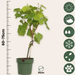 Druvväxt - Vitis vinifera ‘Vanessa’ - Höjd 60-75cm - ⌀21cm