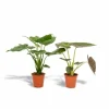 Dubbelt Alocasia-paket: Cucullata & Wentii, Ø19cm, ca 60cm höga