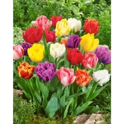 DUBBLA BLOMMA TULPANER I 12CM VAS I ASSORTERADE FÄRGER, LÖKAR I VAS