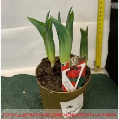 DUBBLA BLOMMA TULPANER I 12CM VAS I ASSORTERADE FÄRGER, LÖKAR I VAS