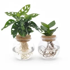 Duo Krukväxter: Monstera Adansonii & Clusia, Ø12 cm, H30 cm (2-pack)