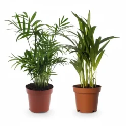 Duo Krukväxter 2-pack Ø12 cm ±40 cm