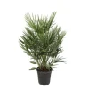 Dvärgpalm Chamaerops Humilis 21 cm kruka 100 cm hög