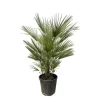 Dvärgpalmi - Chamaerops humilis - kruka 30cm - höjd 150cm