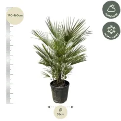 Dvärgpalmi - Chamaerops humilis - kruka 30cm - höjd 150cm