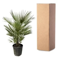 Dvärgpalmi - Chamaerops humilis - kruka 30cm - höjd 150cm
