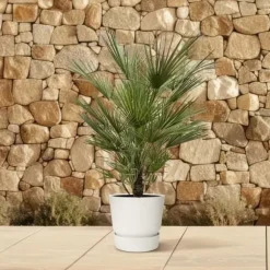 Dvärgpalmi - Chamaerops humilis - kruka 30cm - höjd 150cm