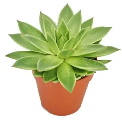 Echeveria agavoides - stor planta i 12 cm kruka