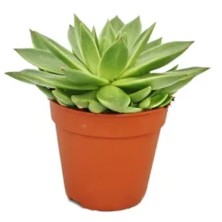 Echeveria agavoides - stor planta i 12 cm kruka