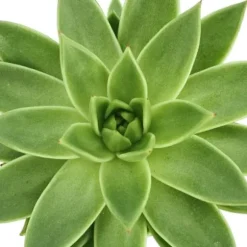 Echeveria agavoides - stor planta i 12 cm kruka