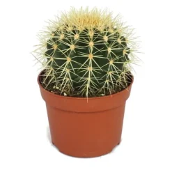 Echinocactus grusonii - svärmor stol - i en kruka på 12 cm