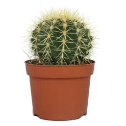 Echinocactus grusonii - svärmor stol - i en kruka på 12 cm