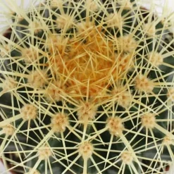 Echinocactus grusonii - svärmor stol - i en kruka på 12 cm
