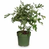 Ekologisk Fikonträd (Ficus carica) i Kruka Ø23 cm, Höjd ca 50 cm