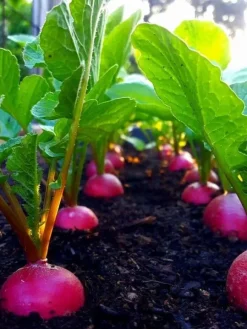 Emerald Complex flerkomponent vårgödsel för grönsaker och frukter 4 kg