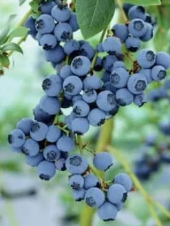 Emerald Complex flerkomponent vårgödsel för blåbär 1,75 kg