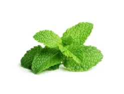 EMSA Click & Grow, Pepparmynta